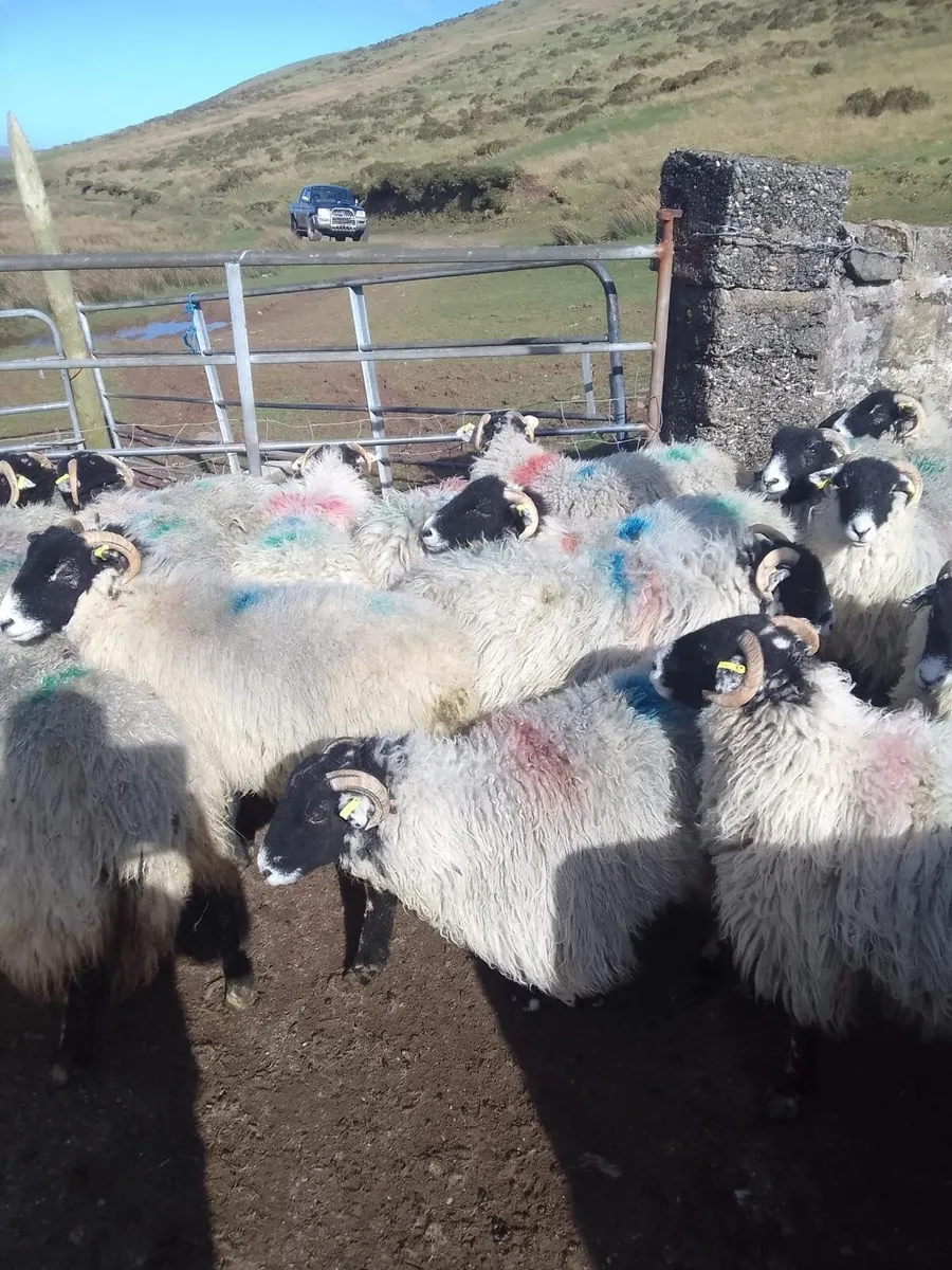 Swaledale yearling Ewes - Image 1