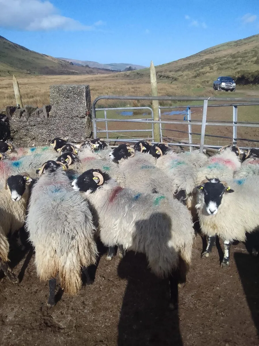 Swaledale yearling Ewes - Image 2