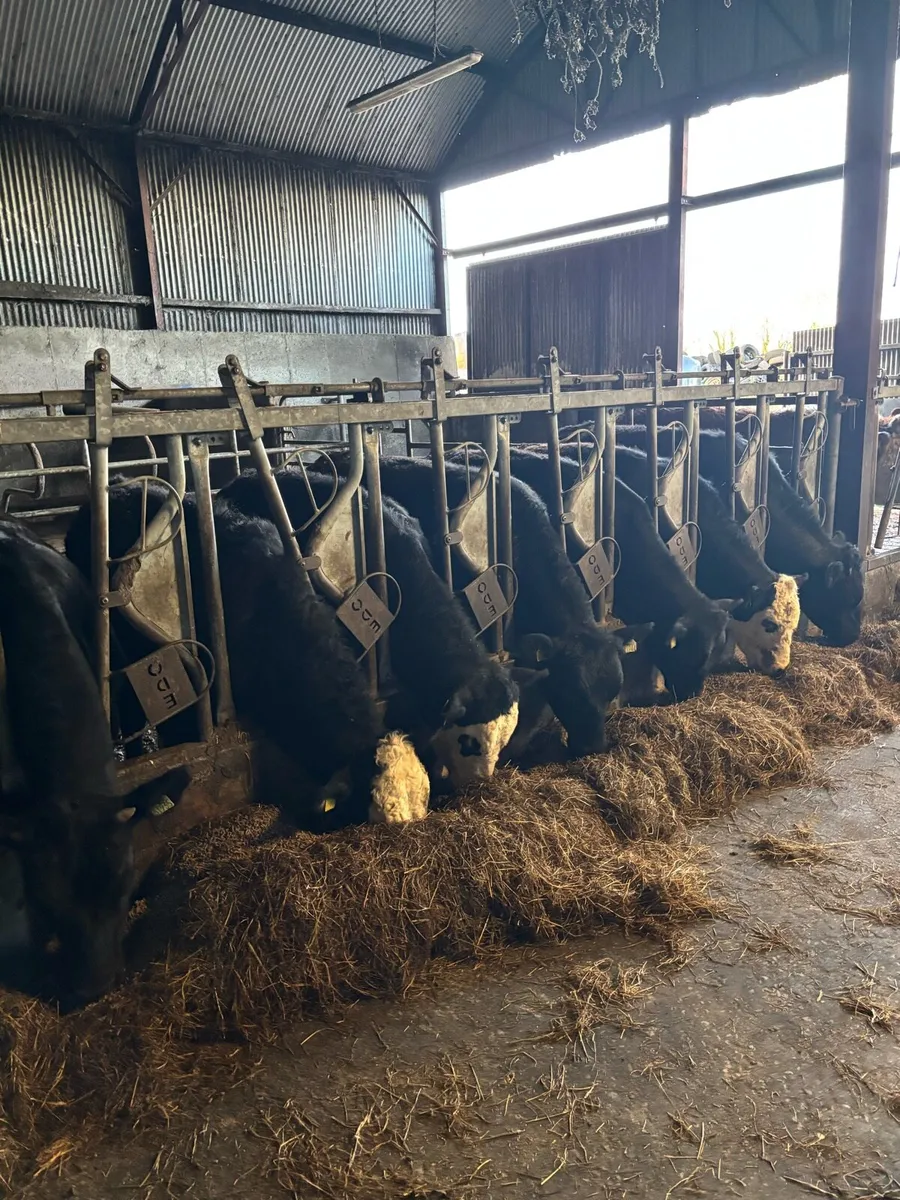 25 yearling bullocks - Image 2