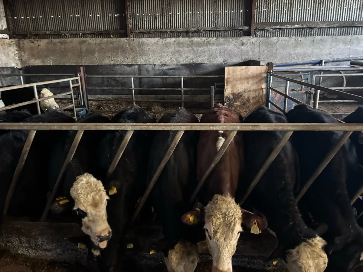 25 yearling bullocks - Image 3