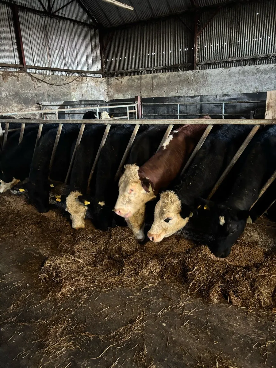 25 yearling bullocks - Image 1