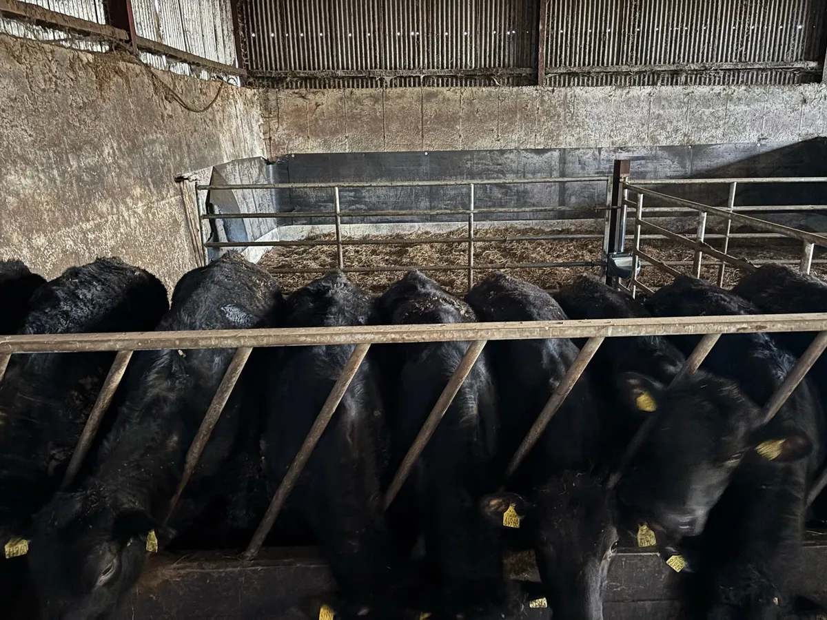 25 yearling bullocks - Image 4