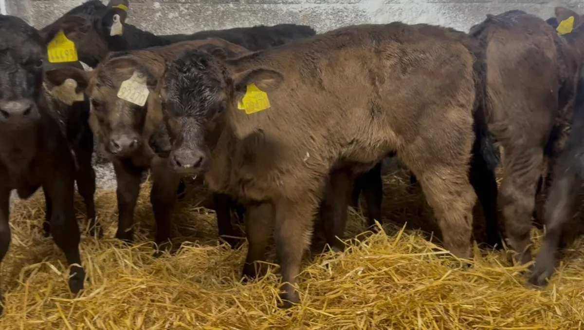 15 smashing fresh AA heifer calves - Image 4