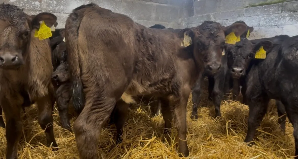 10 fresh AA heifer calves - Image 2