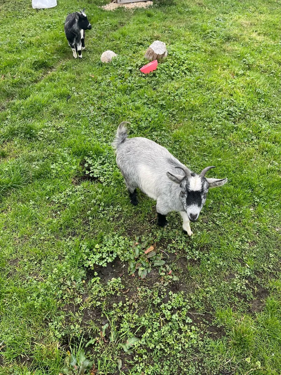 Female Pygmy goats - Image 3