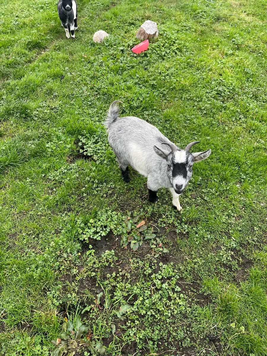 Female Pygmy goats - Image 4