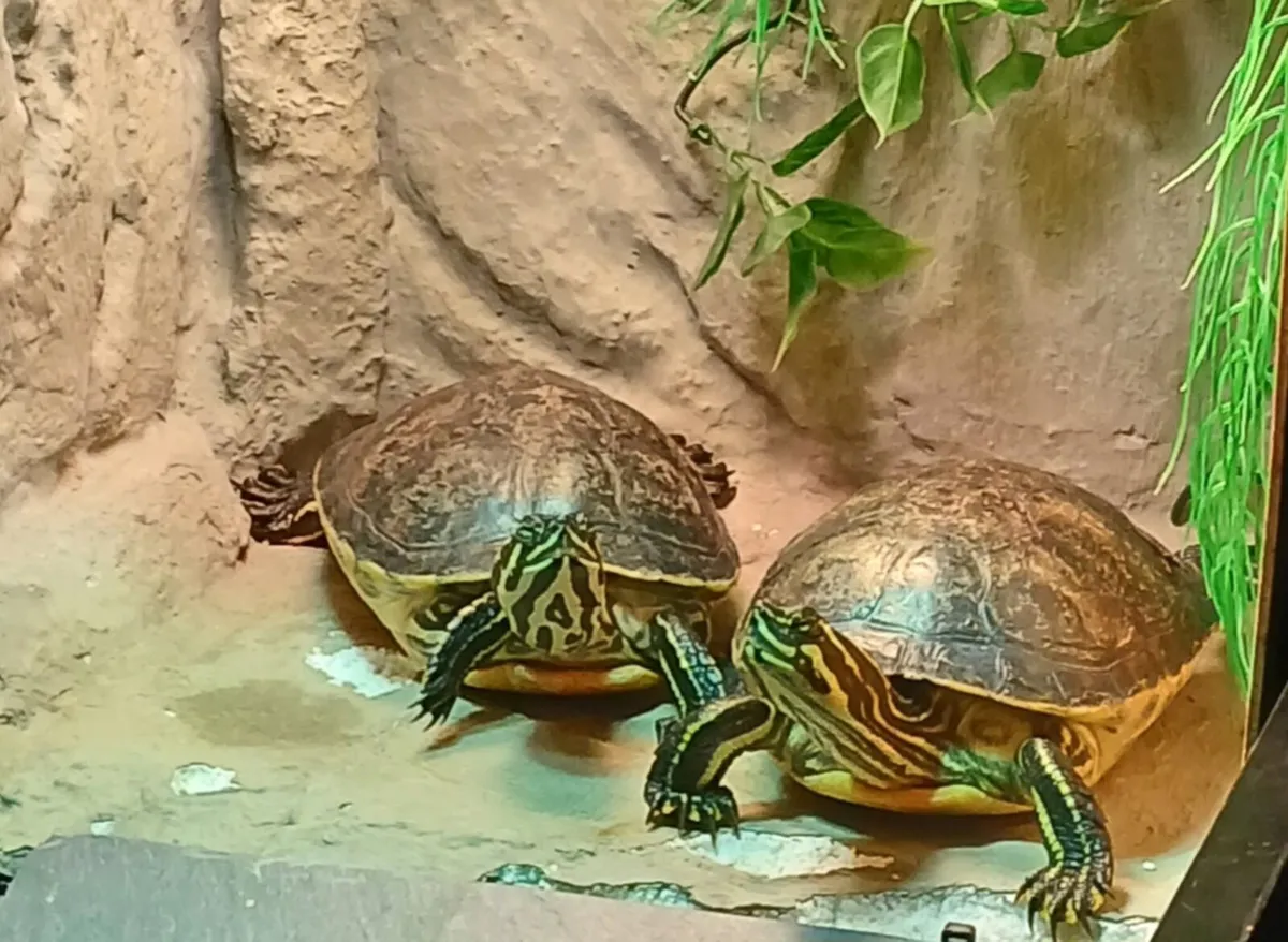 2 River cooters for new home