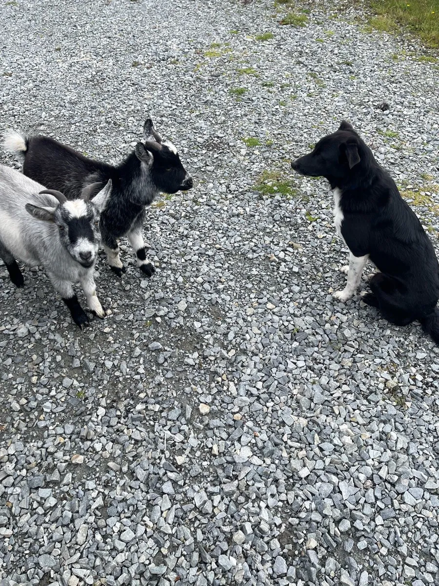 Female Pygmy goats - Image 1
