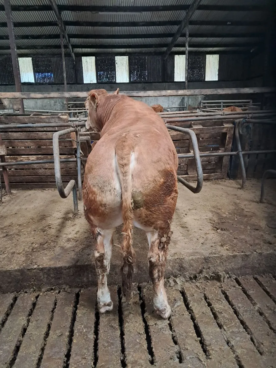 Pbr limousin bull - Image 2