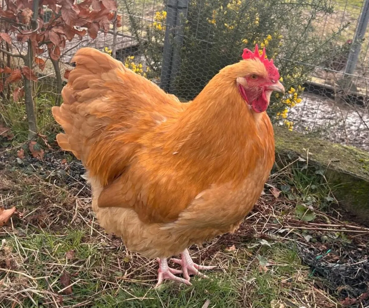 Roosters Free to good home** - Image 1