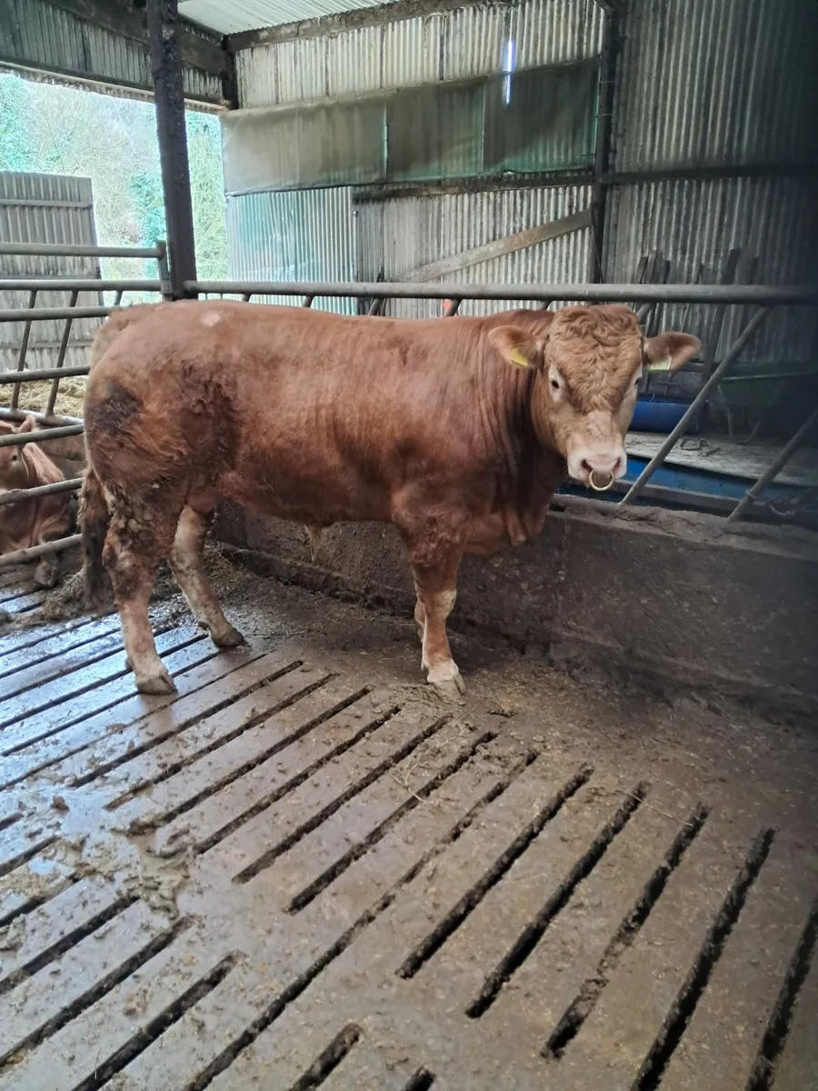 Pbr limousin bull - Image 1