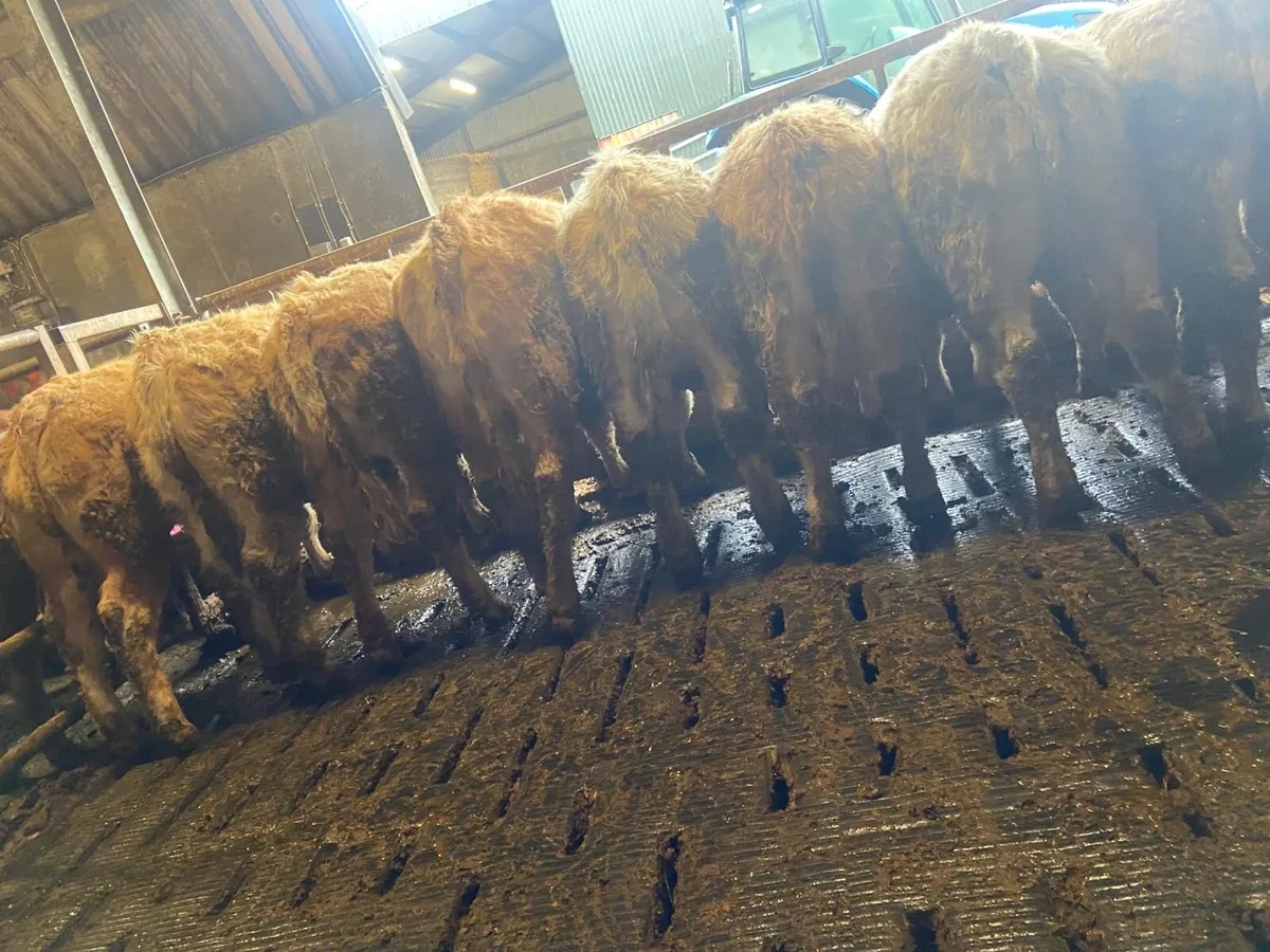 10 Super heifer weanlings - Image 2