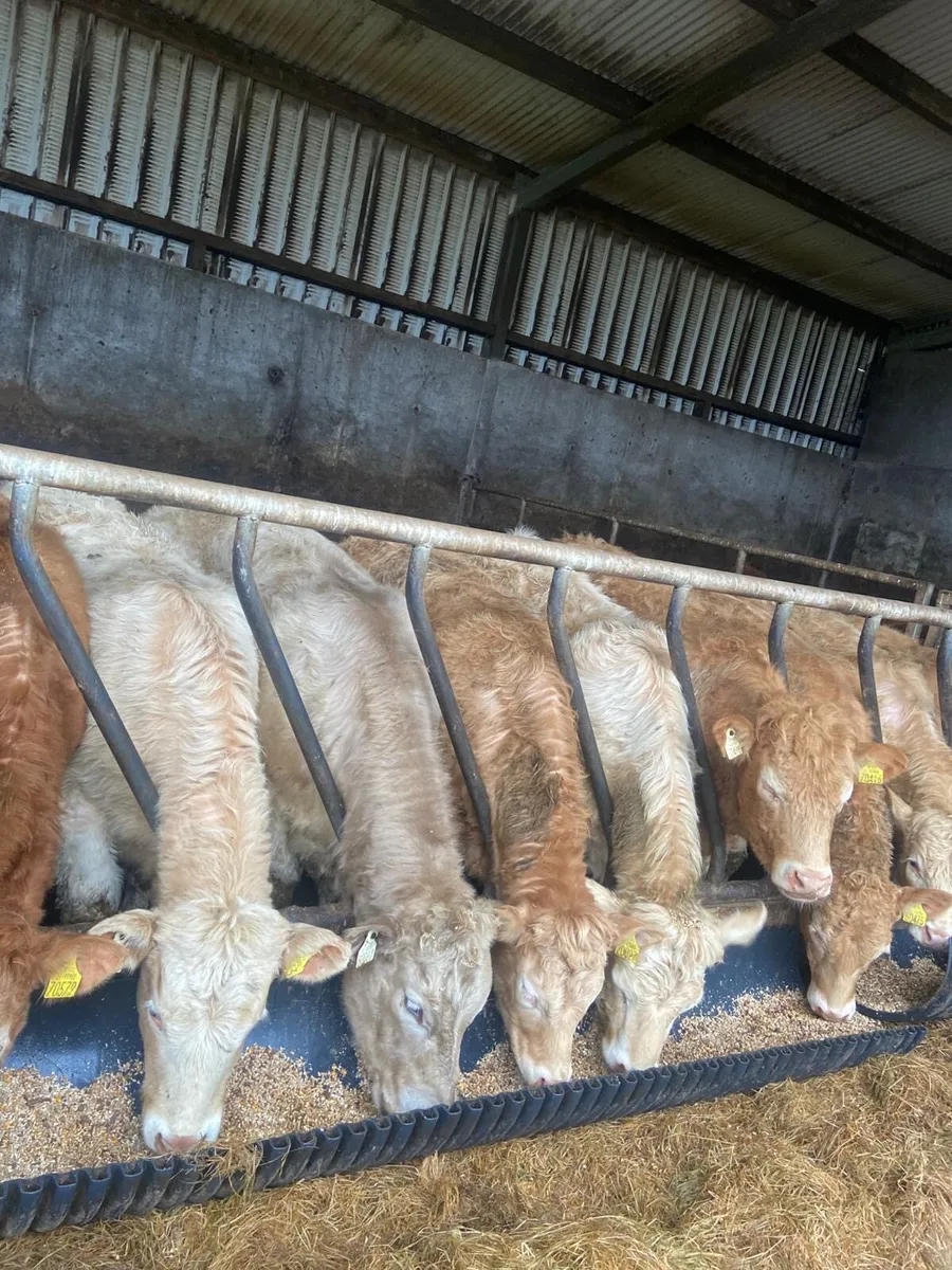 10 Super heifer weanlings - Image 3