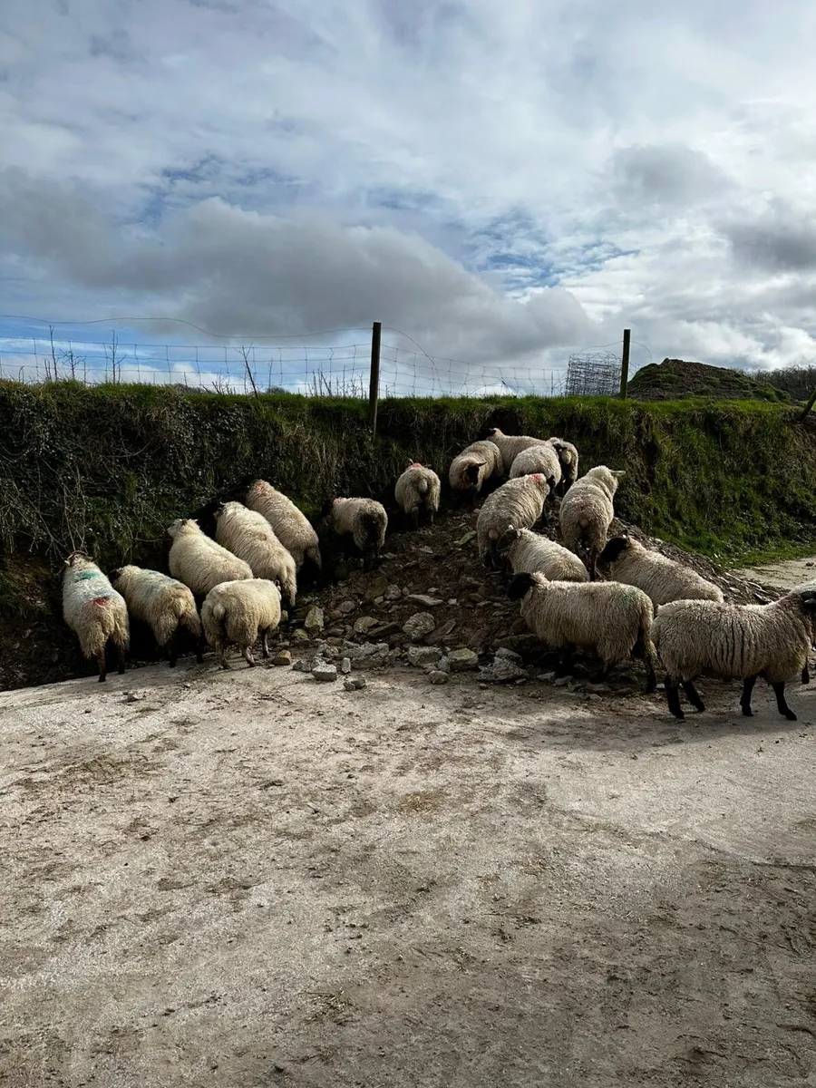 In lamb hoggets - Image 2