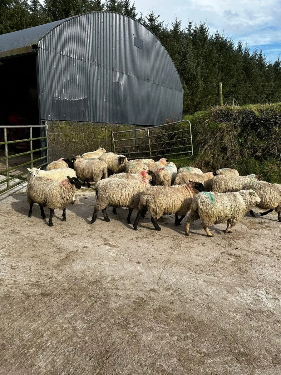 In lamb hoggets - Image 1