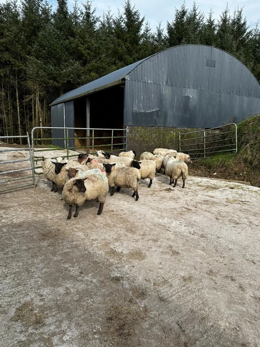 In lamb hoggets - Image 3