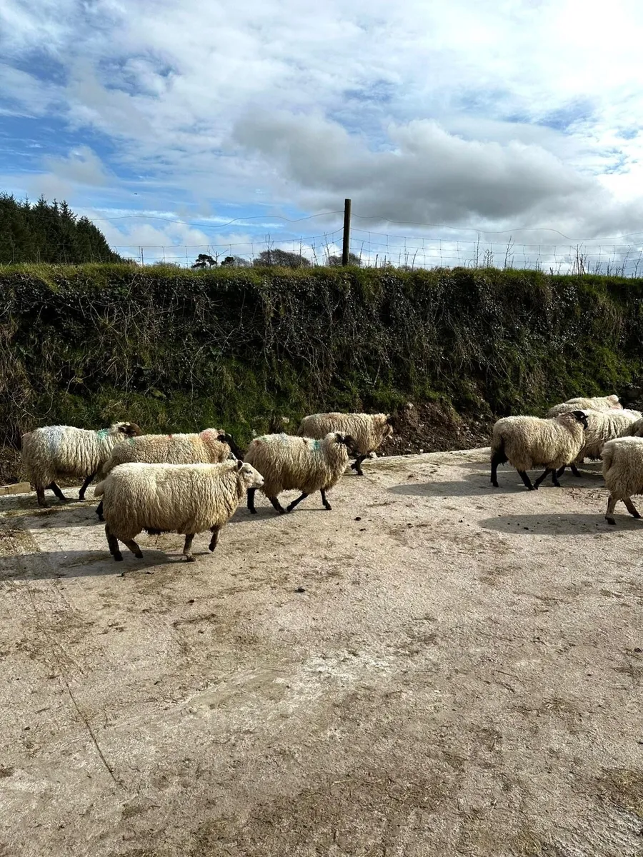 In lamb hoggets - Image 4