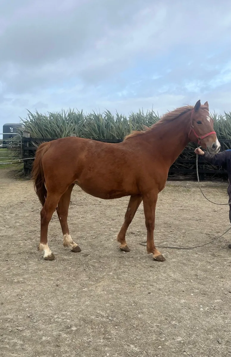 Mare in foal to Sligo Candy Boy - Image 1