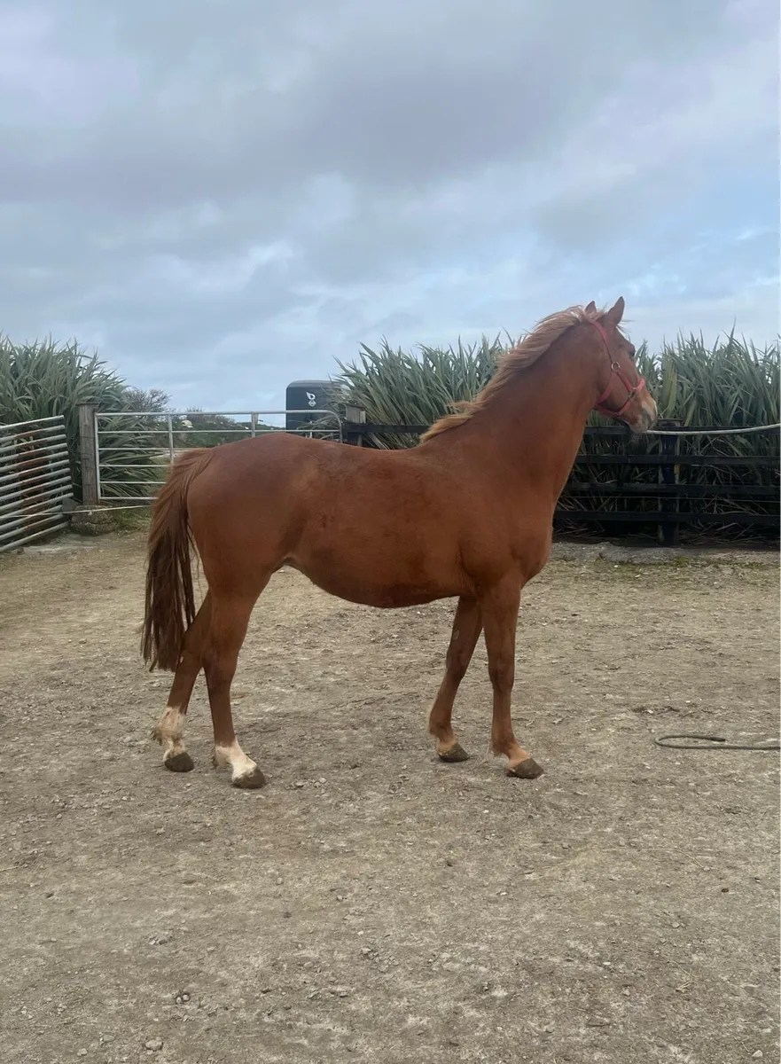 Mare in foal to Sligo Candy Boy - Image 2