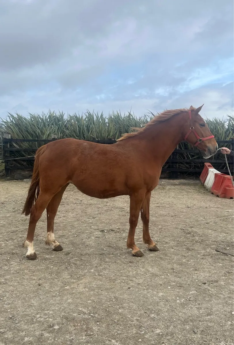 Mare in foal to Sligo Candy Boy - Image 3