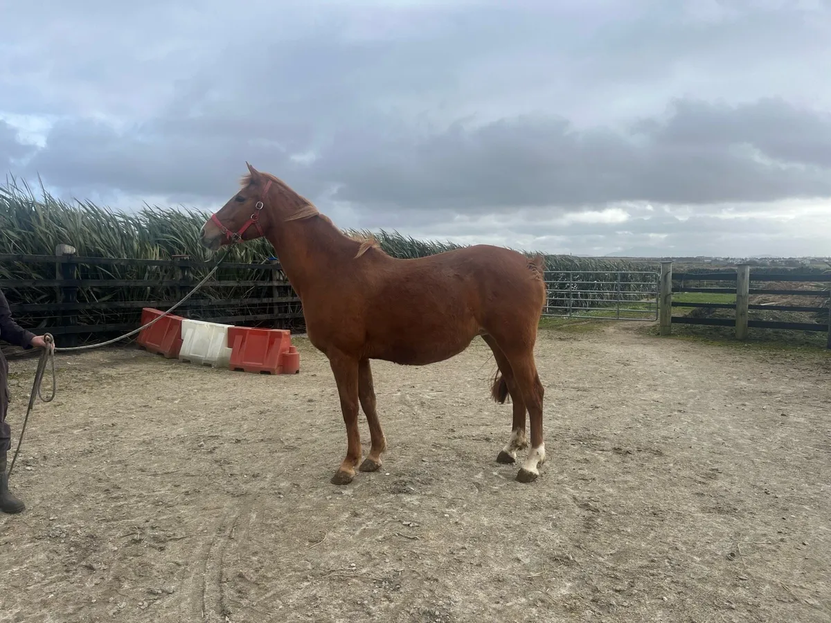 Mare in foal to Sligo Candy Boy - Image 4