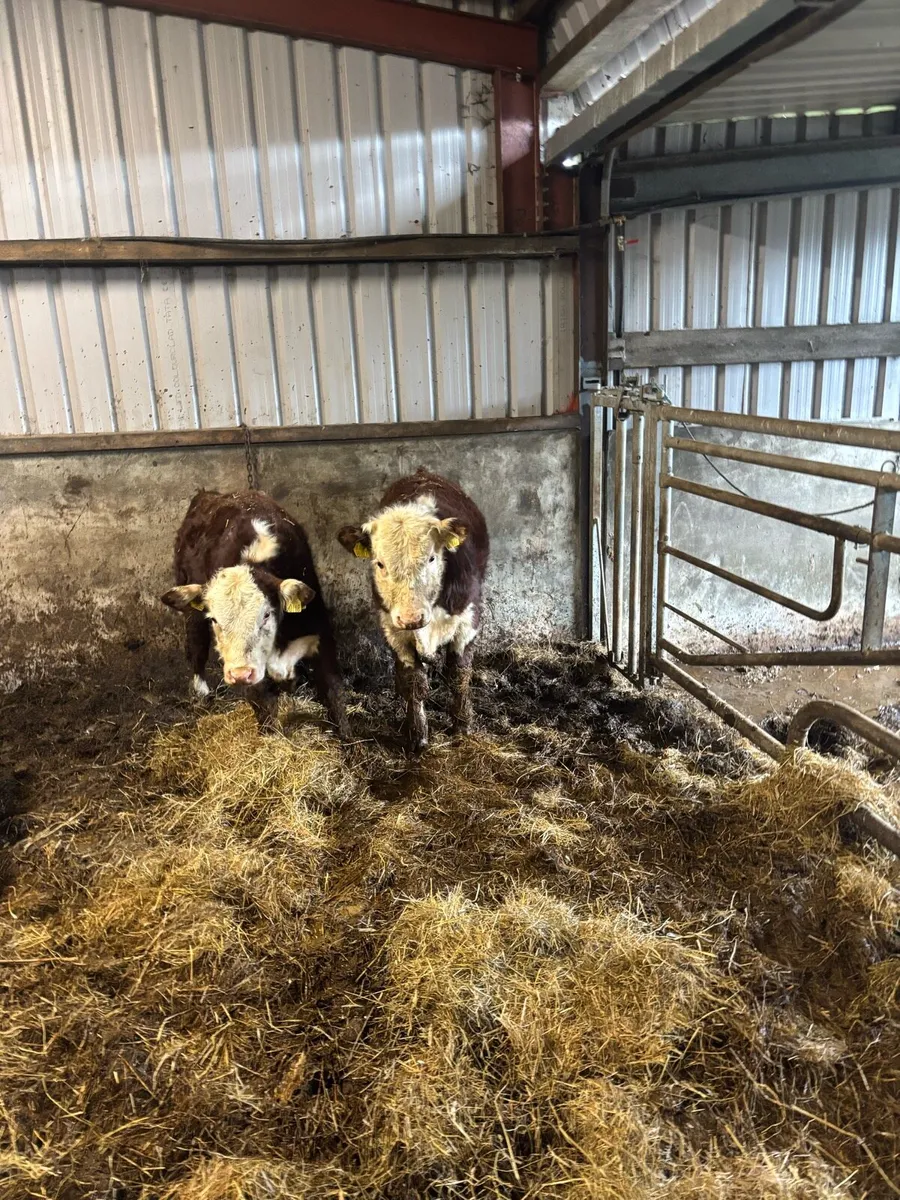 2 purebred polled whitehead bulls - Image 1