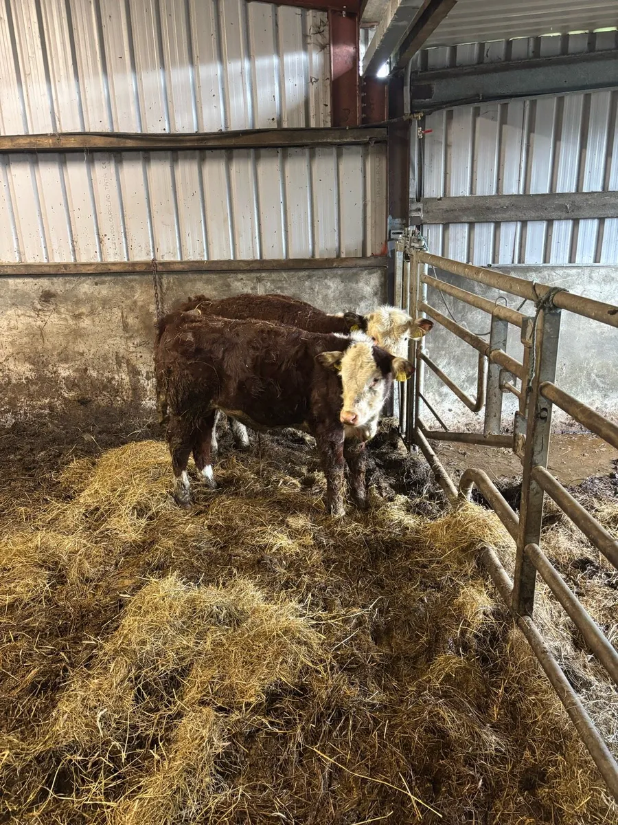 2 purebred polled whitehead bulls - Image 2