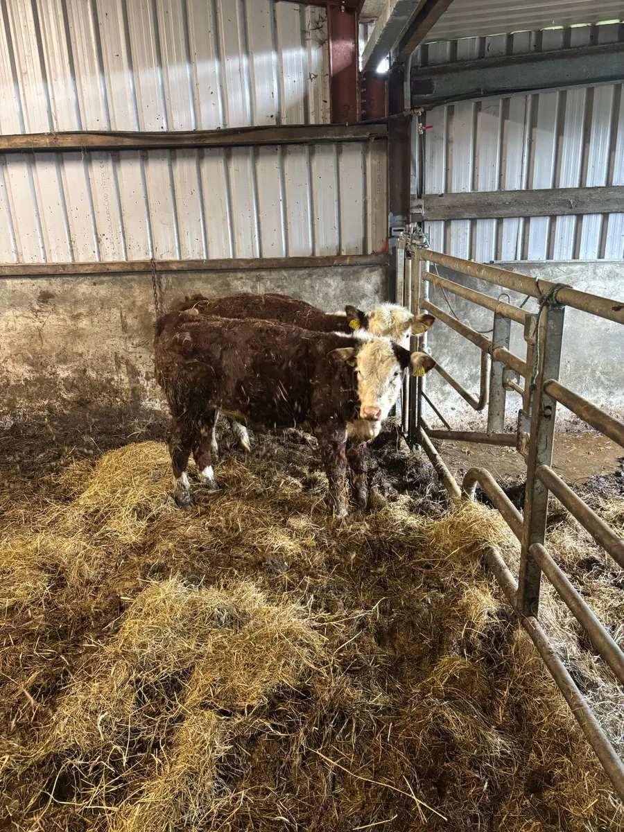 2 purebred polled whitehead bulls - Image 3