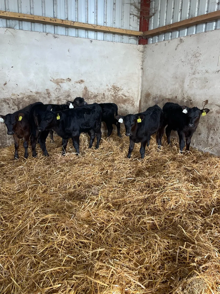 6 nice Angus heifers - Image 1