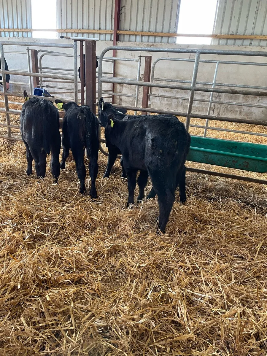 6 nice Angus heifers - Image 2