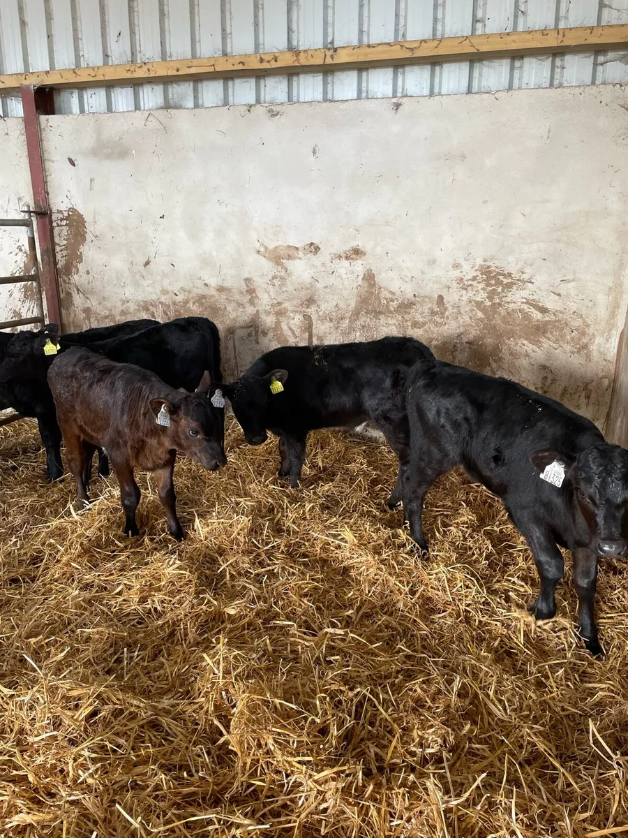 6 nice Angus heifers - Image 3