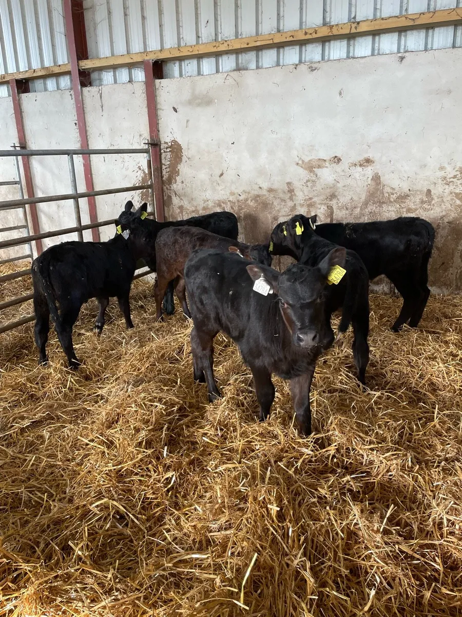 6 nice Angus heifers - Image 4
