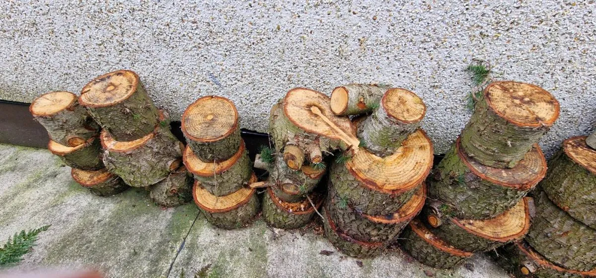 Soft wood for logs - Image 2