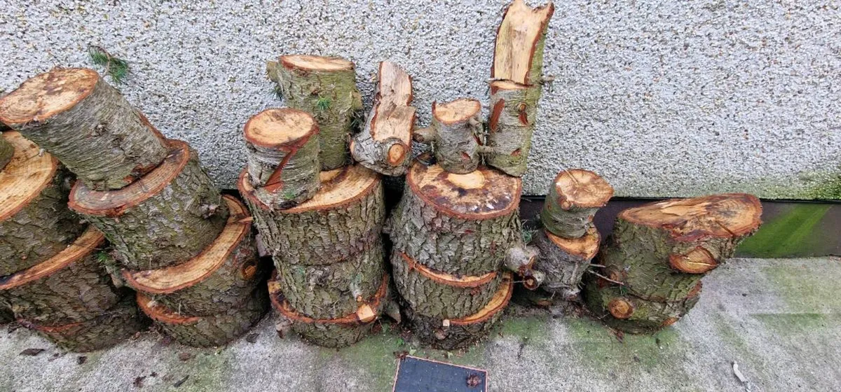 Soft wood for logs - Image 3