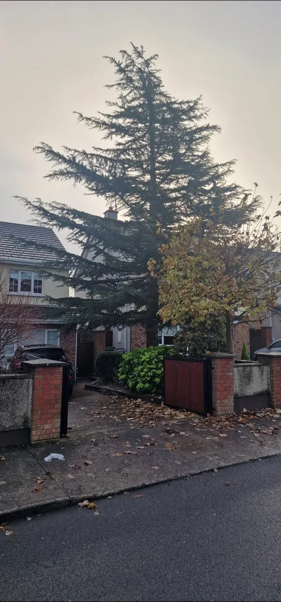 Soft wood for logs - Image 4