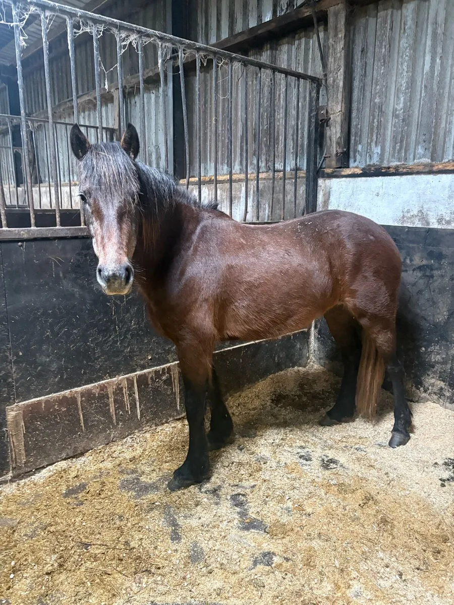 Connie mare pony - Image 1