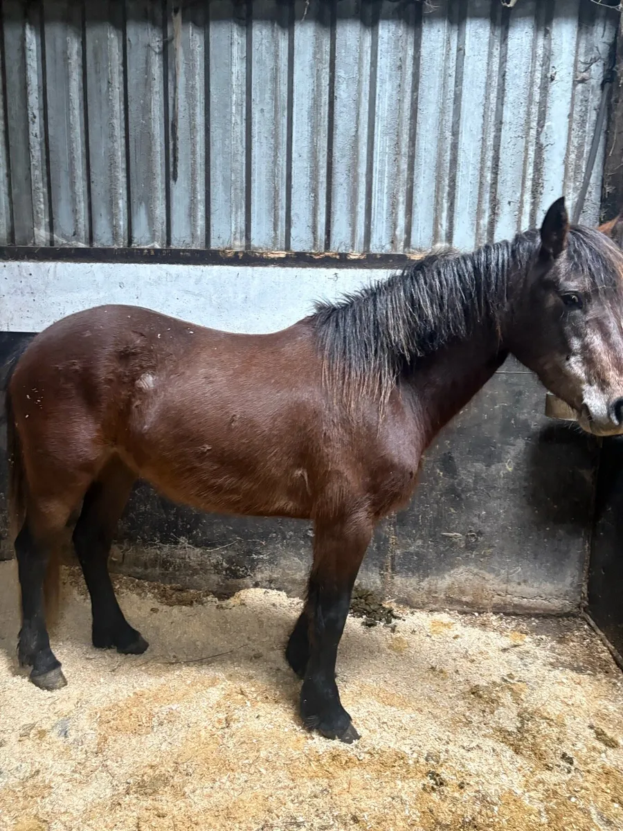 Connie mare pony - Image 2