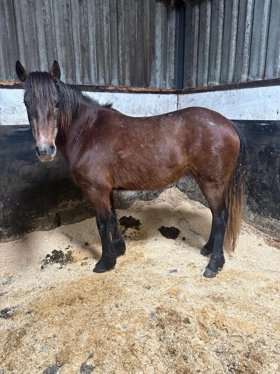 Connie mare pony - Image 3