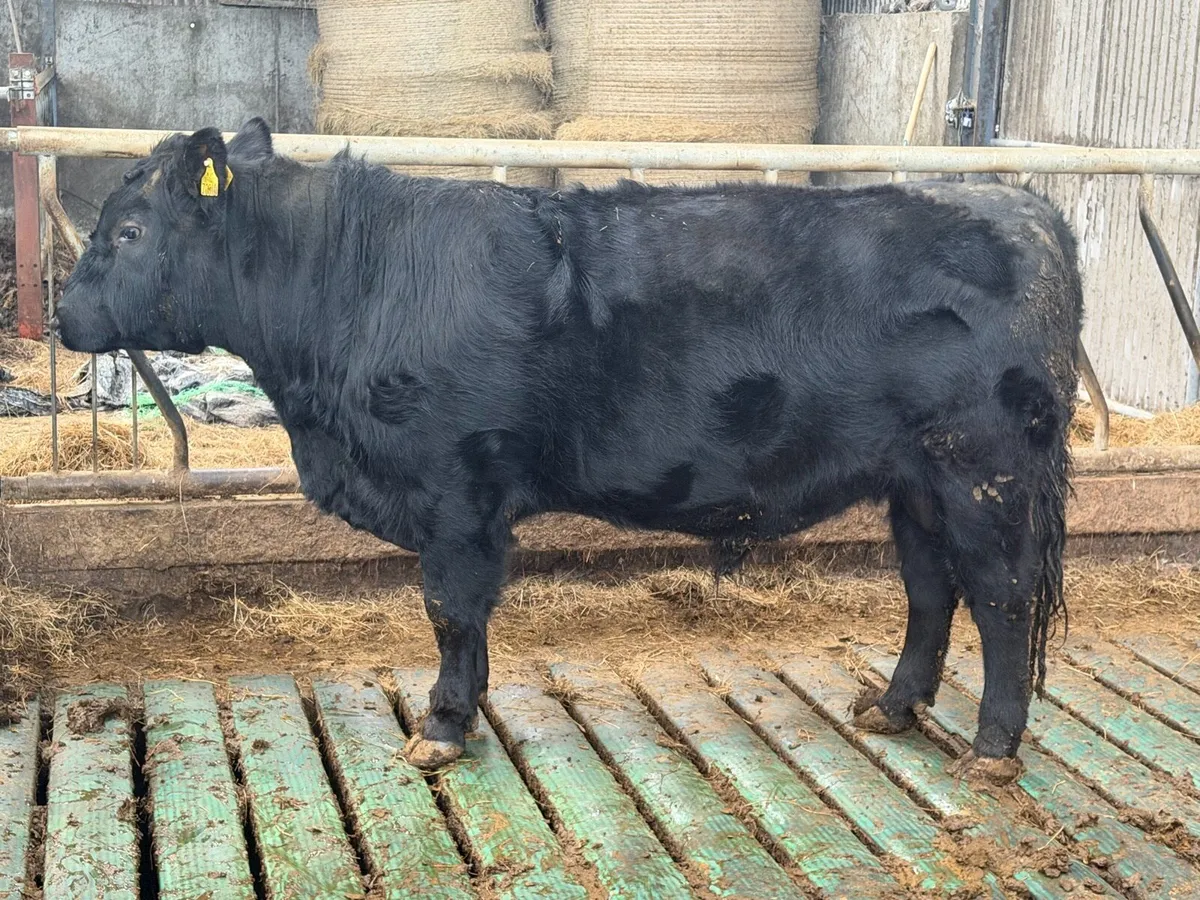 Pedigree Angus bulls and incalf heifers - Image 1