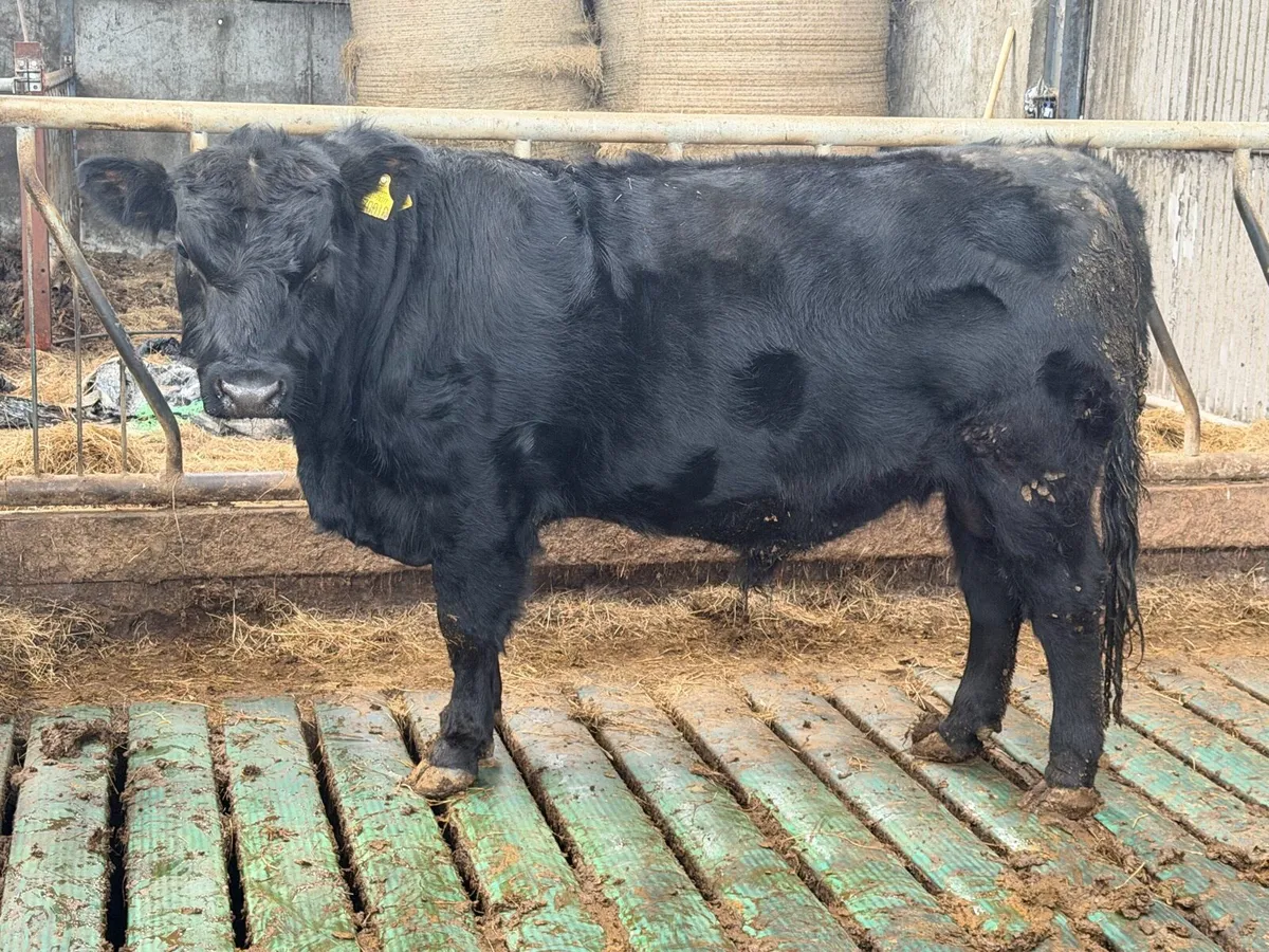 Pedigree Angus bulls and incalf heifers - Image 2