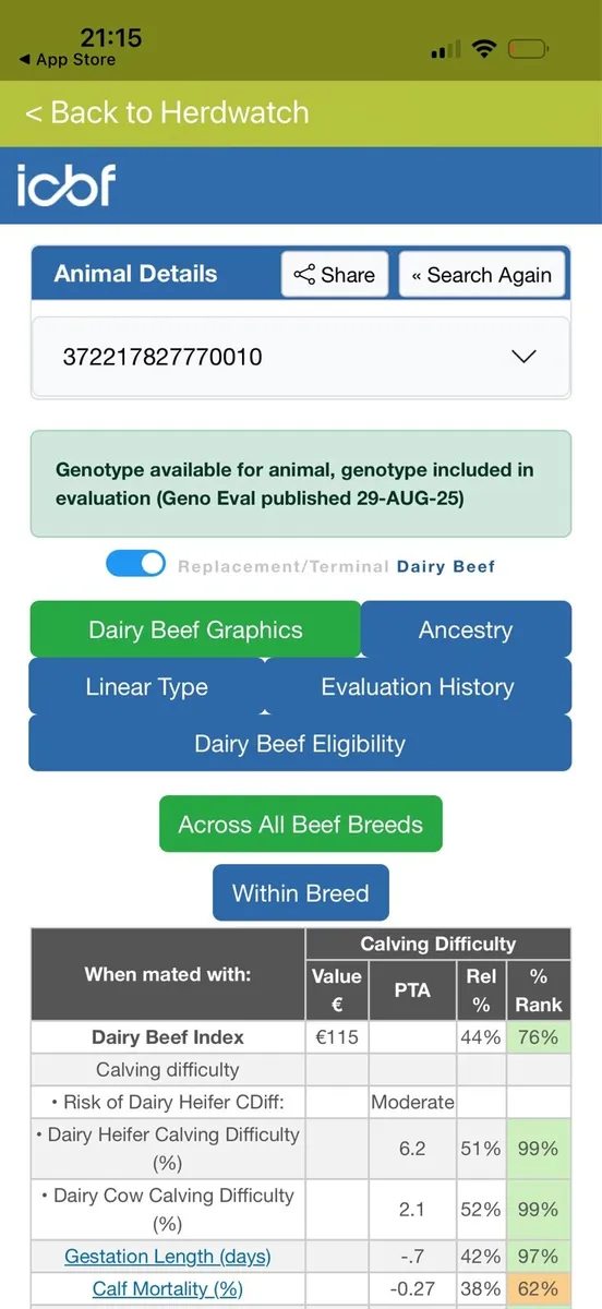 Pedigree Angus bulls and incalf heifers - Image 3