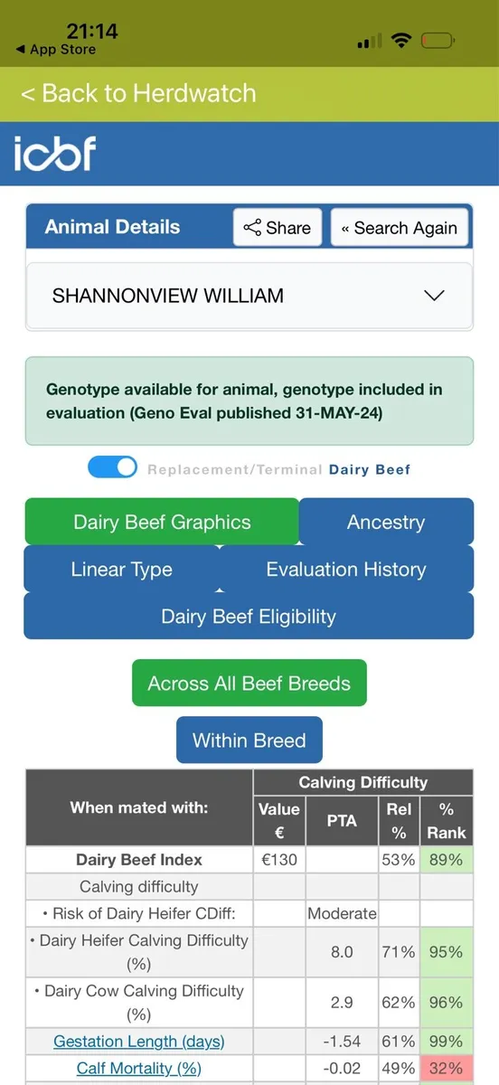 Pedigree Angus bulls and incalf heifers - Image 4