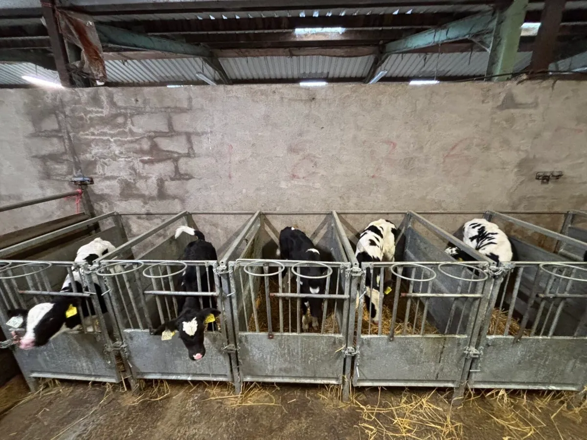 Friesian Bull Calves - Image 1