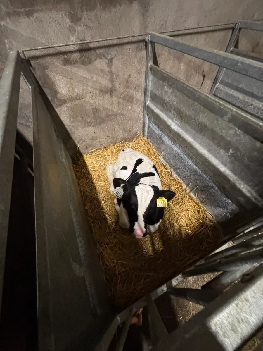 Friesian Bull Calves - Image 2