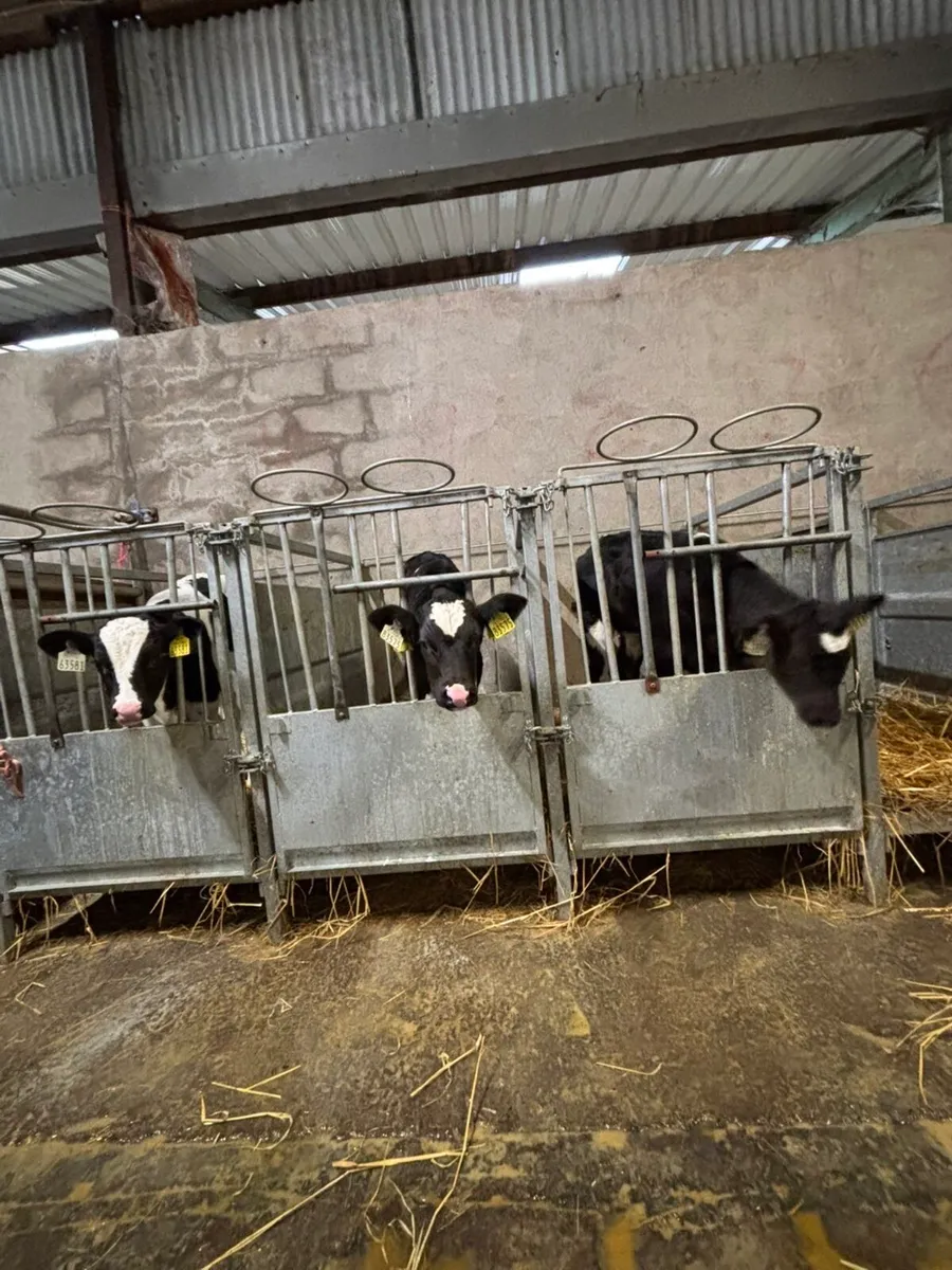 Friesian Bull Calves - Image 3