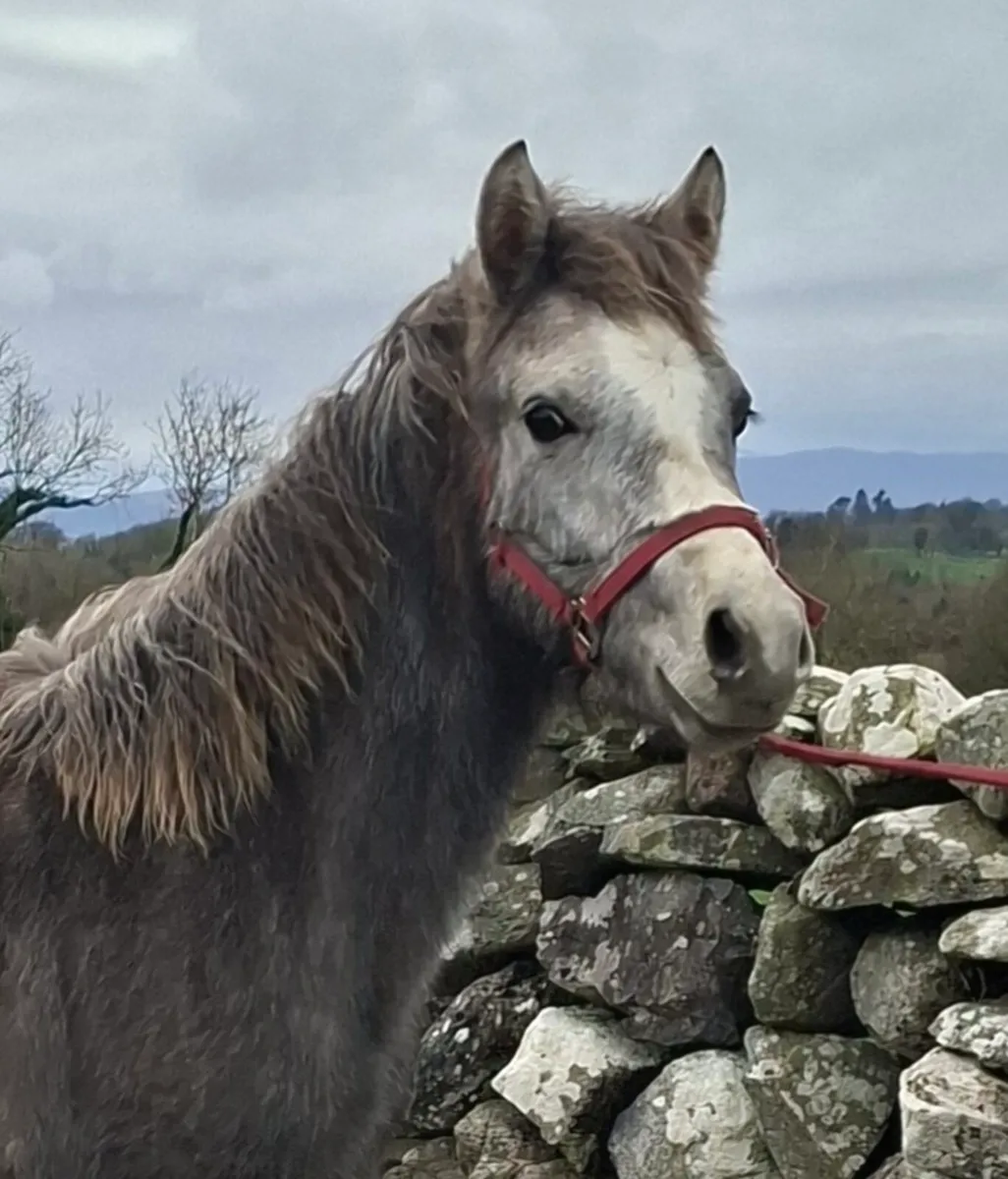 Connemara colt - Image 1
