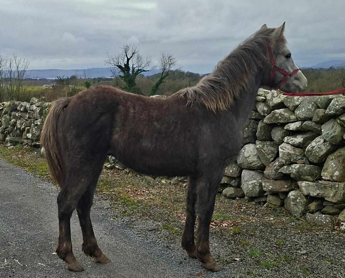 Connemara colt - Image 2