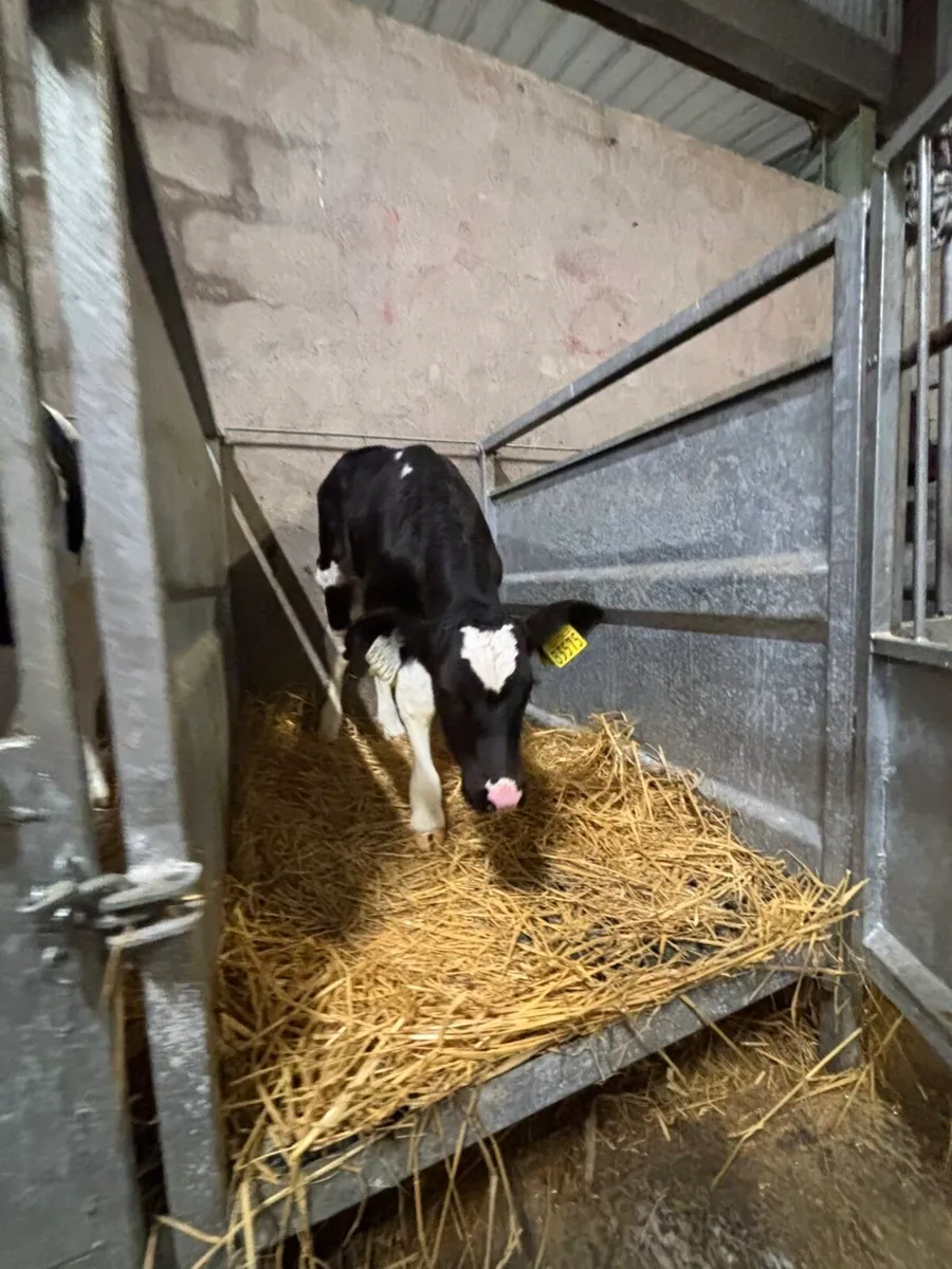 Friesian Bull Calves - Image 4