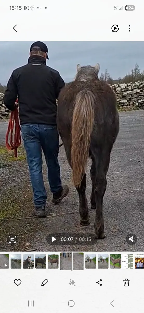 Connemara colt - Image 4