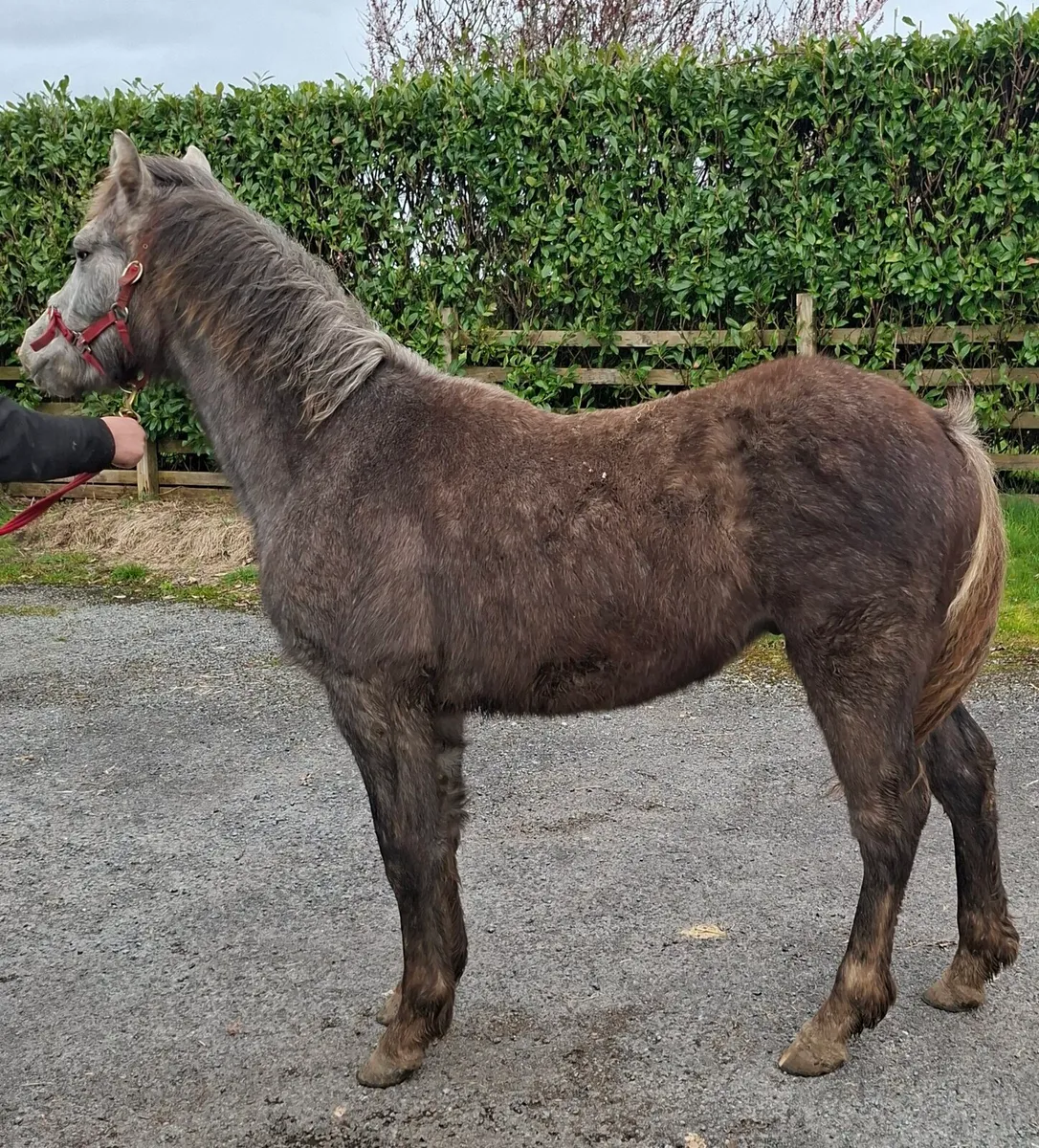 Connemara colt - Image 3